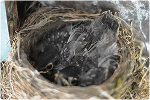 Baby Birds in Nest